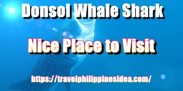 Sorsogon Albay, Donsol Whale Shark Philippines