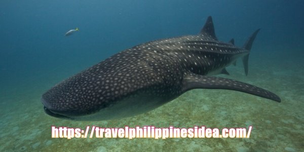 Donsol Whale Shark Philippines