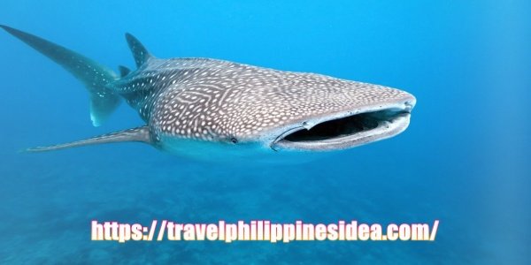 Donsol Whale Shark Philippines