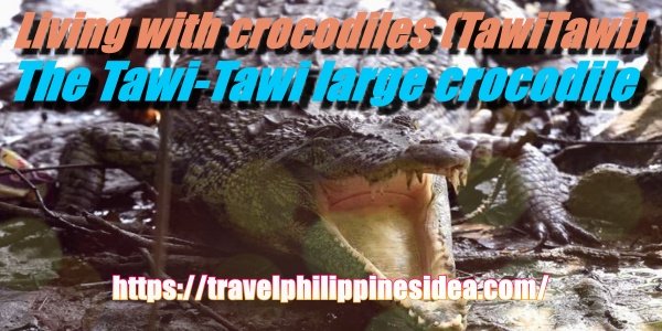 tawi_tawi_Philippines_ crocodile_13