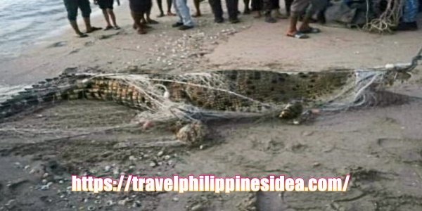 crocodiles Philippines