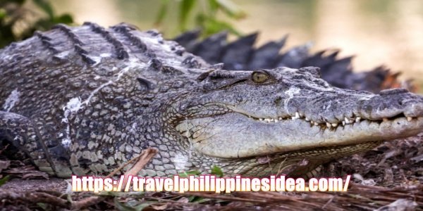 Living with crocodiles (TawiTawi)