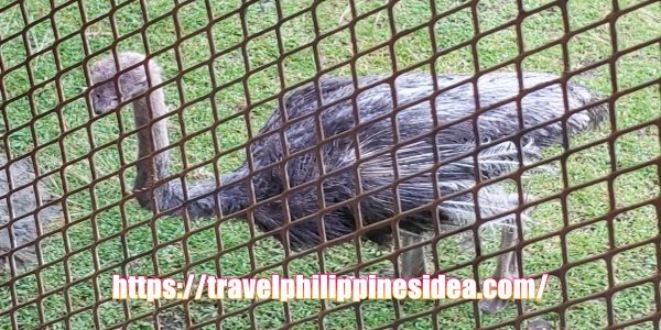 manila_zoo_ph_10