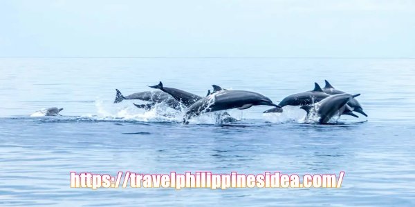 Manjuyod Sandbar + Dolphin watching