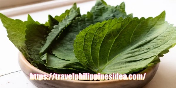 How to Make Pan-fried Perilla Leaves (Kkaennip Jeon) in easy way